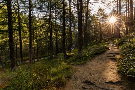 Sentiero nel bosco che si biforca, simboleggiando le scelte di vita
