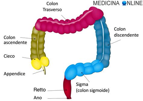 schema anatomico del retto e dell'ano con le vene emorroidarie