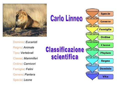 Diagramma che illustra la classificazione tassonomica di cane e lupo, evidenziando la loro appartenenza alla stessa specie.
