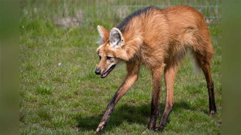 Immagine del crisocione, evidenziando le sue caratteristiche fisiche uniche.