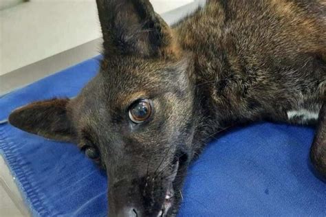 Immagine di Dogxim, il primo ibrido cane-volpe documentato.