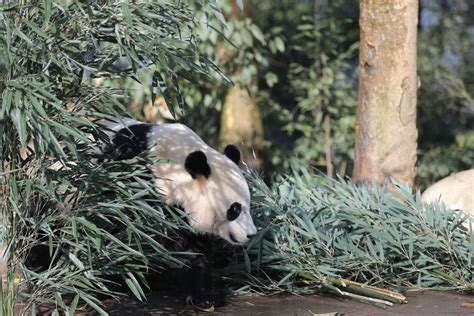 Mappa degli zoo con panda giganti fuori dalla Cina