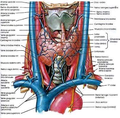 Posizione anatomica della ghiandola tiroidea