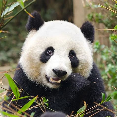 Primo piano di un panda gigante con le macchie nere intorno agli occhi che potrebbero servire a comunicare