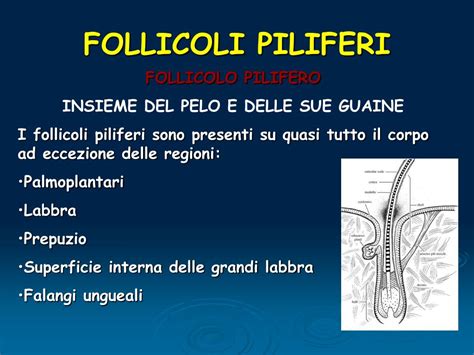 Illustrazione schematica delle differenze tra follicoli piliferi di panda sani e panda con macchie chiare intorno agli occhi