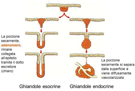 Schema anatomico delle ghiandole di Skene