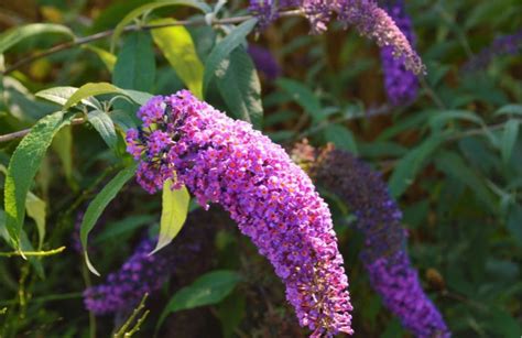Buddleia in piena fioritura con farfalle