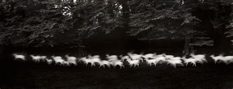 Fotografia di Paul Caponigro