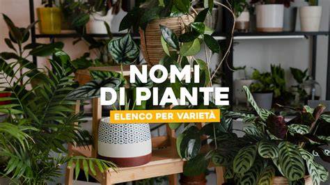 Immagine di un growshop con varietà di piante e attrezzature per giardinaggio