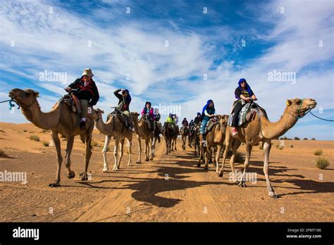 Carovana di cammelli nel deserto del Sahara