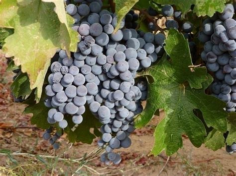 Grappoli di uva Carménère