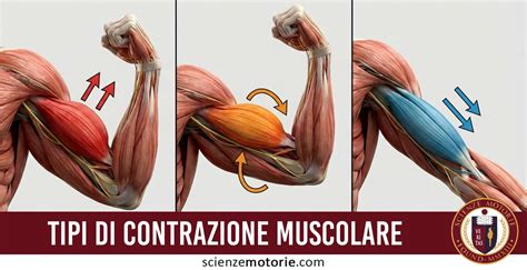 Illustrazione delle fasi del frizionamento muscolare con frecce che indicano la direzione del movimento verso il cuore