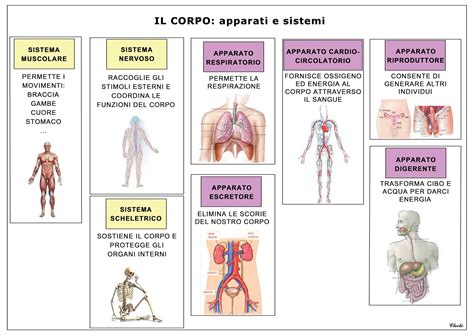 Mappa del corpo umano con le zone principali di applicazione del frizionamento evidenziate