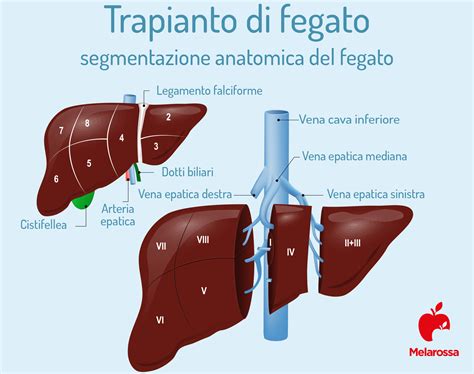 Schema del processo di trapianto di fegato