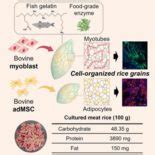 Illustrazione del processo di creazione del riso ibrido con cellule bovine