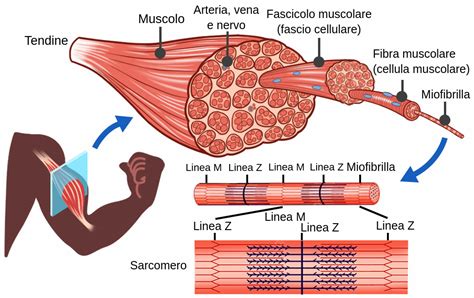 Un'immagine concettuale che mostra l'interconnessione tra nervi e muscoli, con aree evidenziate che indicano un danno