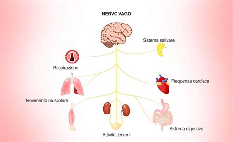 Illustrazione comparativa tra un nervo sano e un nervo demielinizzato in caso di CIDP