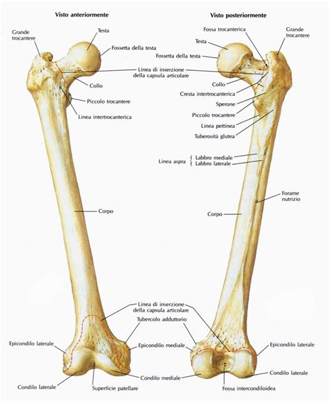 Dettaglio di una tavola anatomica che mostra l'inserzione muscolare su un femore di dinosauro