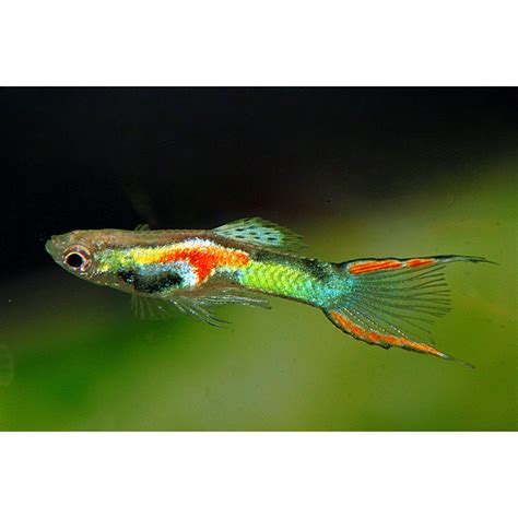 Guppy ed Endler a confronto