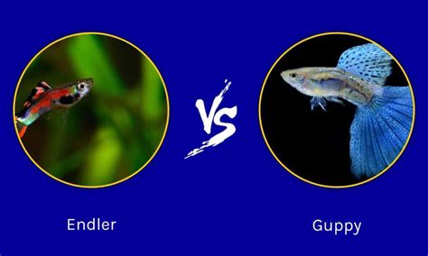 Differenze morfologiche tra Guppy ed Endler