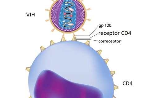 Diagramma del virus HIV che attacca un linfocita CD4