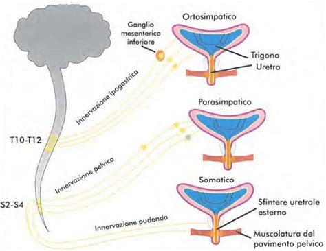 Diagramma dell'anatomia del tratto urinario maschile