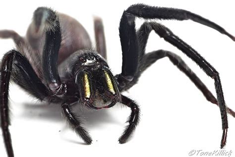 Close-up of Segestria florentina's iridescent green chelicerae