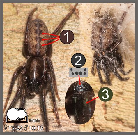 Illustration showing the defensive posture of Segestria florentina
