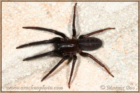 Male Segestria florentina with enlarged pedipalps