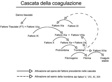Illustrazione della cascata ischemica e del ruolo del GLS
