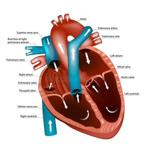 Diagramma che illustra i percorsi dell'arteria coronaria e l'impatto dell'ischemia sul GLS