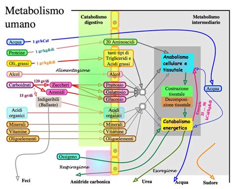 Diagramma del metabolismo del glucosio nel corpo umano