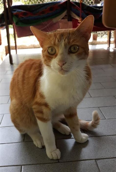 Gatto microchippato