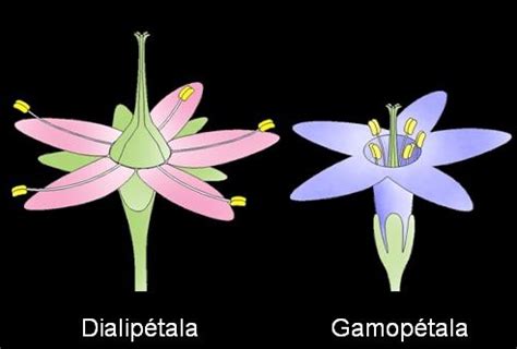 Confronto tra fiore a corolla dialipetala e fiore a corolla gamopetala