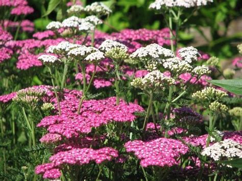 Infiorescenza di Achillea Millefoglie