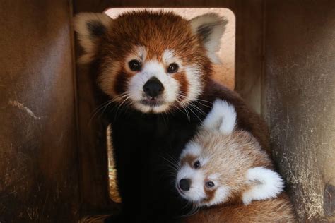 Panda rosso cucciolo nel nido