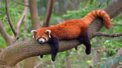 Panda rosso adulto in equilibrio su un ramo