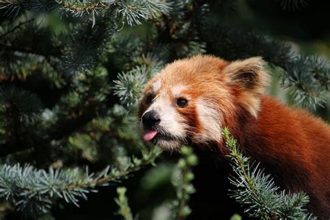 Impatto della deforestazione sull'habitat del panda rosso