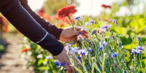 Illustrazione concettuale: Un uomo che coltiva un giardino fiorito (simboleggia la crescita personale)