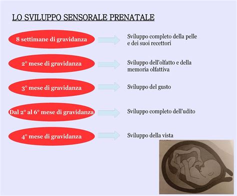 Sviluppo sensoriale feto